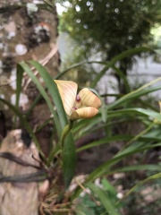 Maxillaria egertoniana