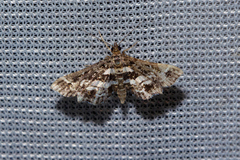 Diasemiopsis ramburialis