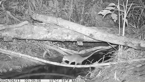 Southeastern Four-eyed Opossum
