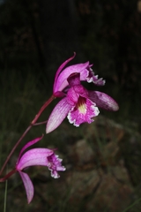 Bletia greenwoodiana