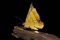 Erastria madecassaria