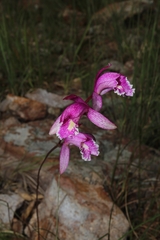 Bletia greenwoodiana