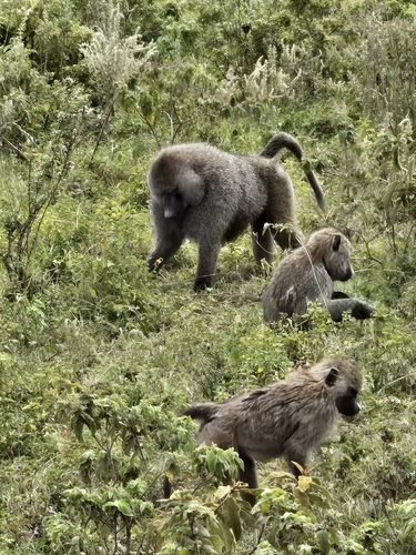 Olive Baboon