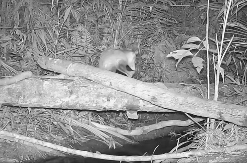 Big-eared Opossum