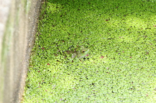 American Bullfrog