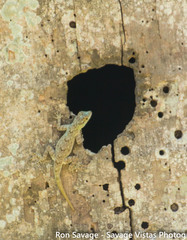 Anolis distichus