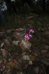 Bletia greenwoodiana