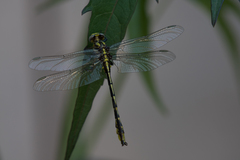 Phanogomphus oklahomensis