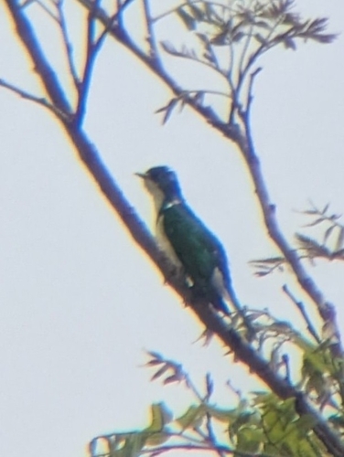 Klaas's Cuckoo