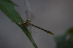 Phanogomphus oklahomensis