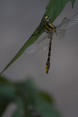 Phanogomphus oklahomensis