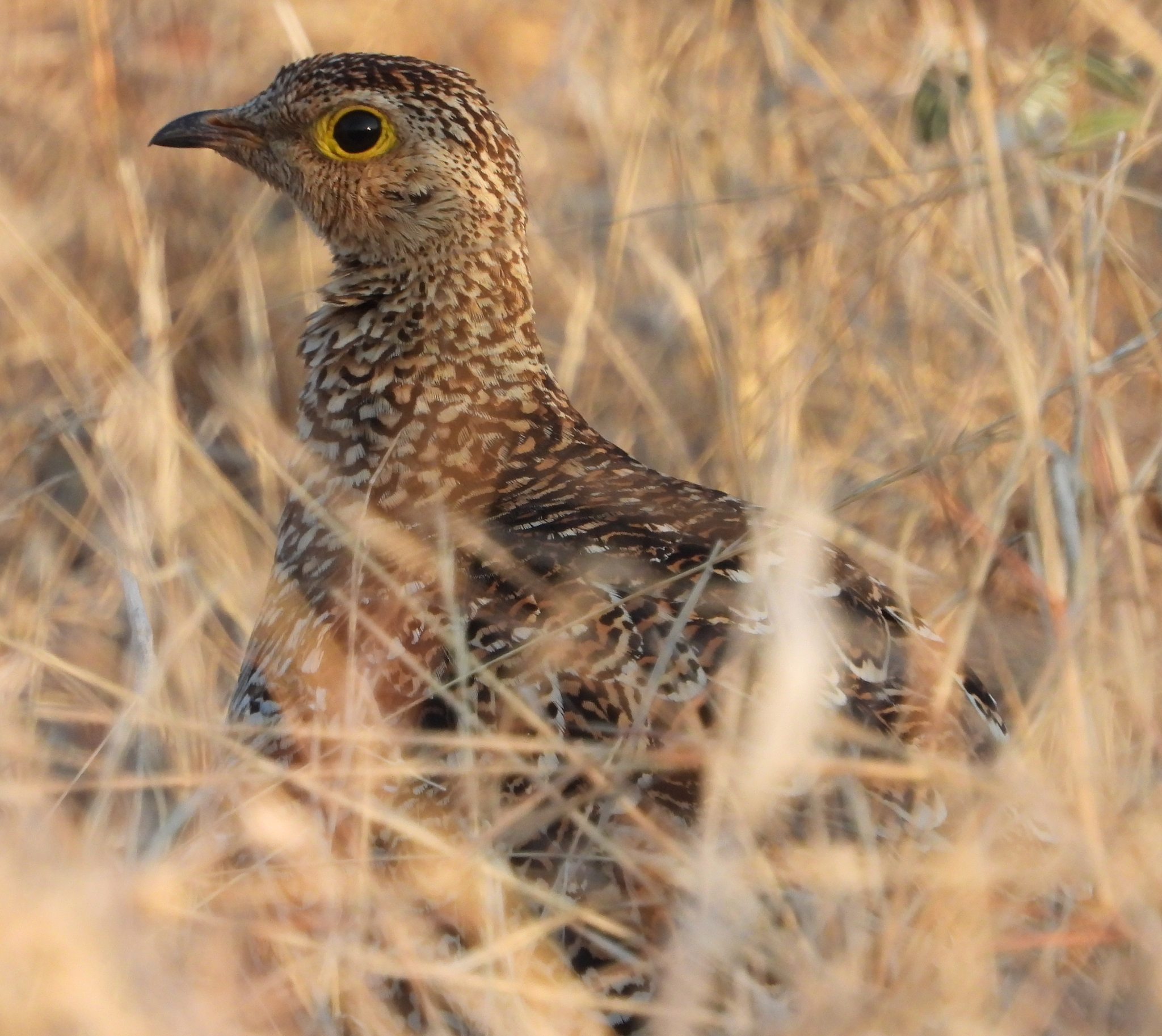 Double-banded Sandgrouse (Pterocles bicinctus), photo 1