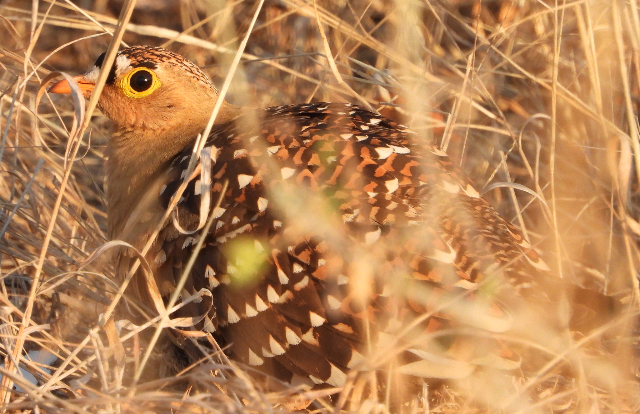 Double-banded Sandgrouse (Pterocles bicinctus), photo 2