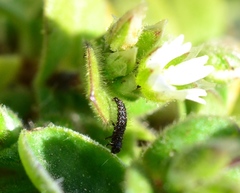 Galeruca tanaceti tanaceti