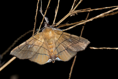 Gracilodes nysa