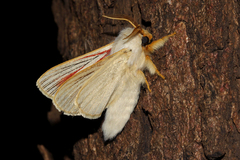 Grammodora nigrolineata