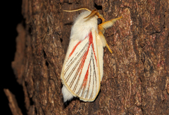 Grammodora nigrolineata