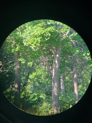 Summer Tanager