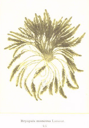 Bryopsis muscosa