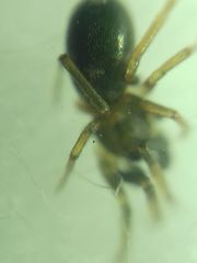 Phrurolithus festivus