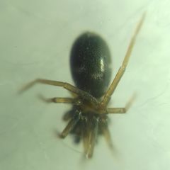 Phrurolithus festivus