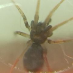 Phrurolithus festivus