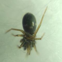 Phrurolithus festivus