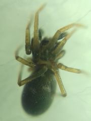 Phrurolithus festivus