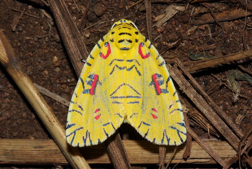 Pikachu Moth