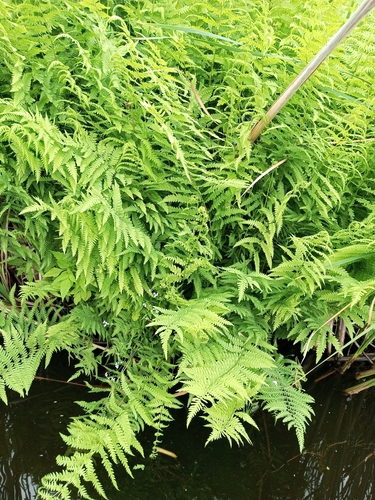 marsh fern