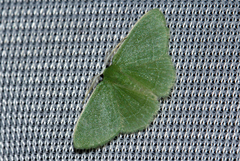 Microloxia ruficornis