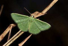 Microloxia ruficornis