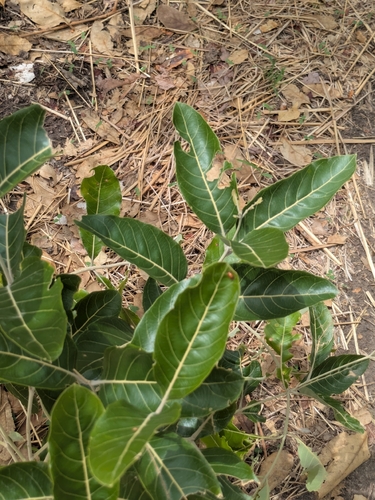 Combretum glutinosum