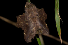 Mimopacha cinerascens