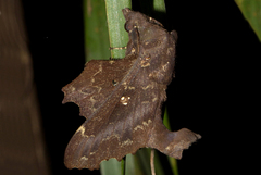 Mimopacha cinerascens