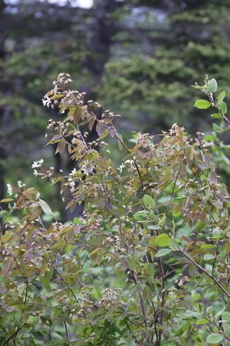 Amelanchier bartramiana, photograph 6