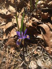 Iris verna