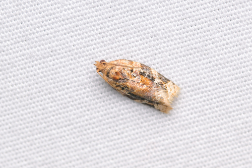 Red-banded Leafroller Moth