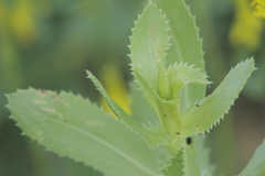 Grindelia adenodonta