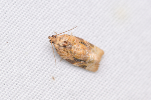 Red-banded Leafroller Moth