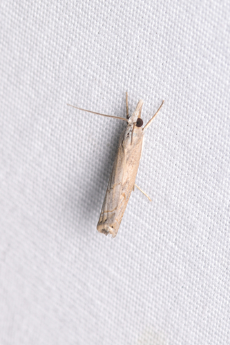 Bluegrass Webworm Moth