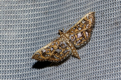 Nausinoe geometralis