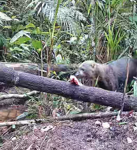 Tayra