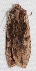 Lithophane hemina