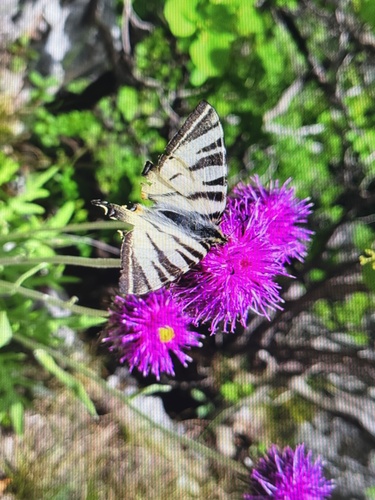 Scarce Swallowtail