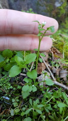 Cardamine oligosperma