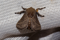 Neomocena convergens