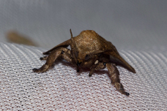 Neomocena convergens