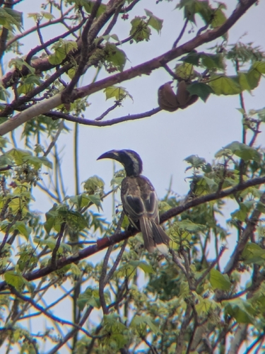 African Gray Hornbill
