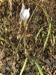 Zephyranthes drummondii